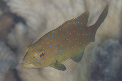 Plectropomus leopardus