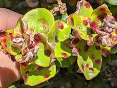 Pariaconus pyramidalis