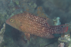 Floral Wrasse photo 5