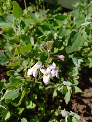 Pitraea cuneato-ovata