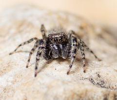 Terralonus fraternus