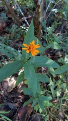 Lasianthaea macrocephala