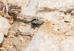 Terralonus fraternus