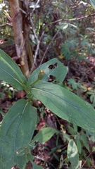 Lasianthaea macrocephala