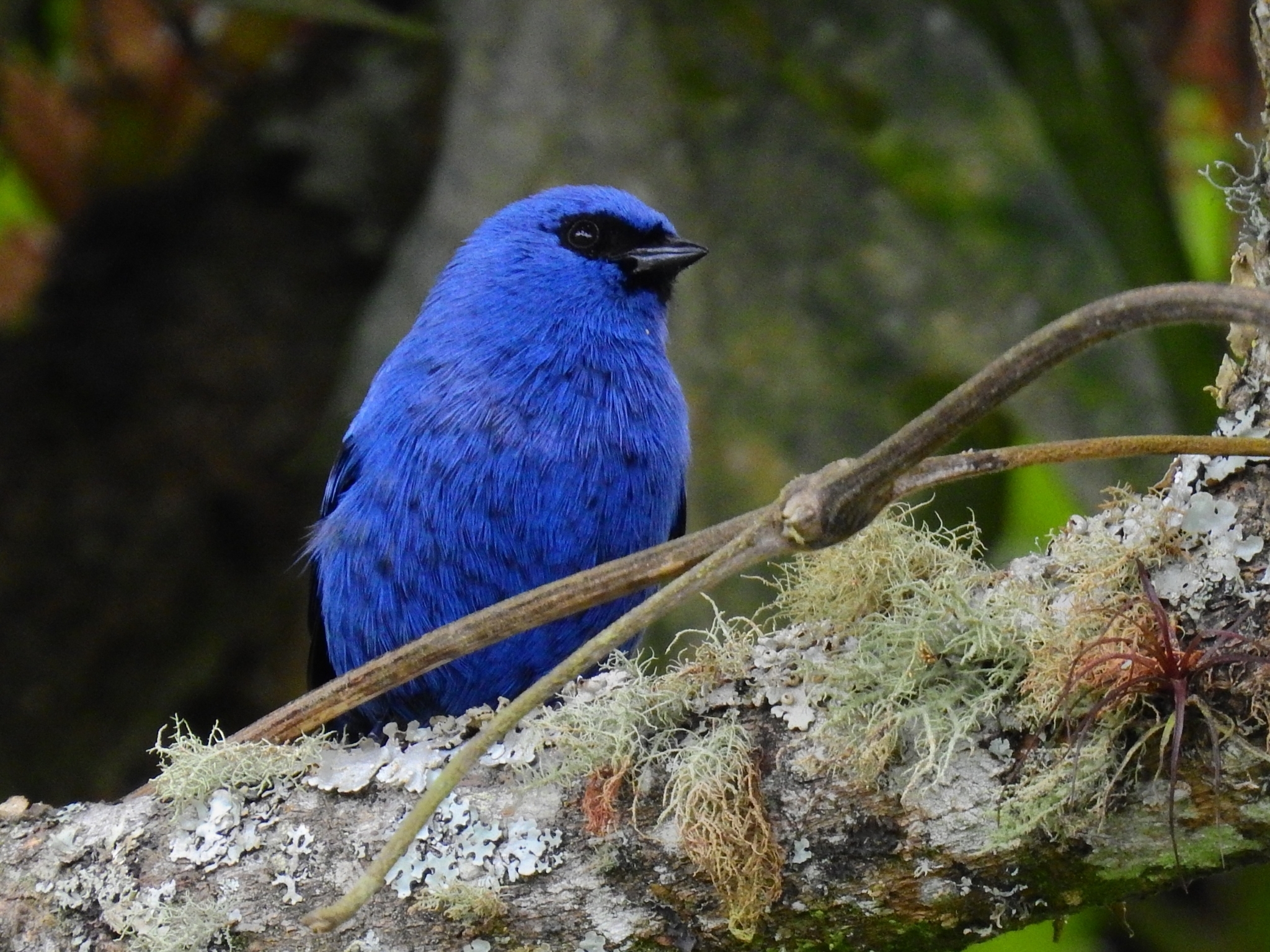 Blue-and-black Tanager illustration