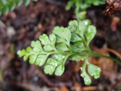 Asplenium dareoides