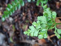 Asplenium dareoides