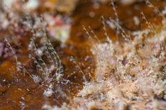 Antennella