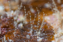 Antennella