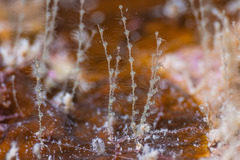 Antennella