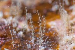 Antennella