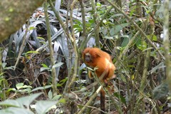 Leontopithecus rosalia