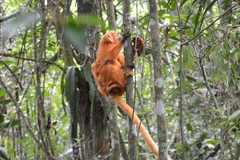 Leontopithecus rosalia