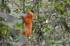 Leontopithecus rosalia