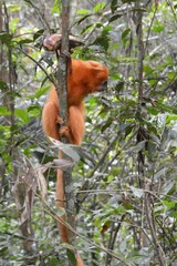 Leontopithecus rosalia
