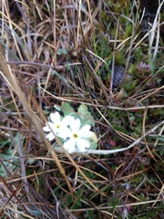 Primula magellanica