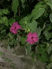 Mirabilis jalapa