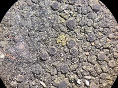 Halecania pepegospora