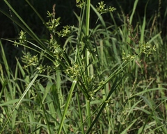 Cyperus ochraceus