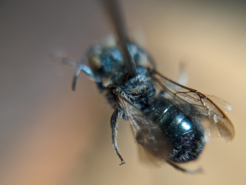 Osmia subfasciata