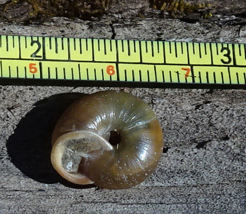 Sangre de Cristo Woodlandsnail