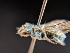 Osmia