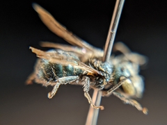 Osmia