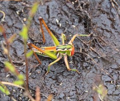 Metaballus frontalis