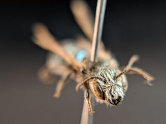 Osmia