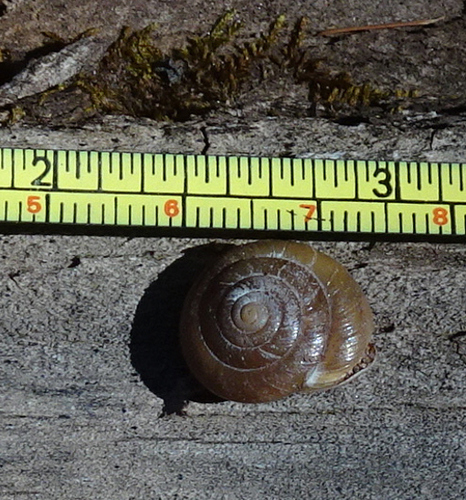 Sangre de Cristo Woodlandsnail