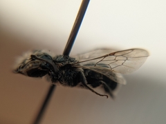 Osmia