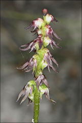 Genoplesium despectans