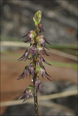 Genoplesium despectans