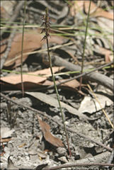 Genoplesium despectans