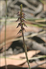 Genoplesium despectans