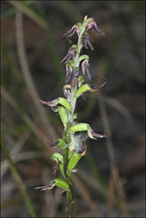 Genoplesium despectans