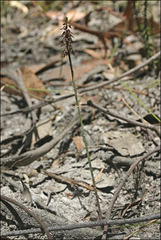 Genoplesium despectans