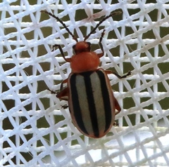 Disonycha leptolineata