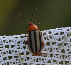 Disonycha leptolineata