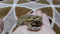 Incilius porteri