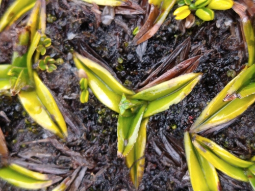 Astelia pumila (Astelia pumila)