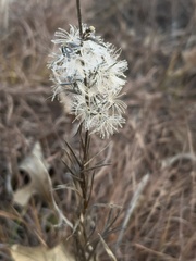 Liatris cylindracea