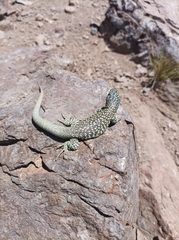 Liolaemus nigroviridis