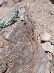 Liolaemus nigroviridis