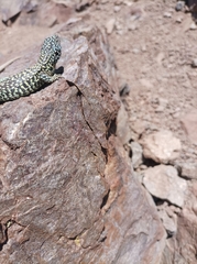 Liolaemus nigroviridis