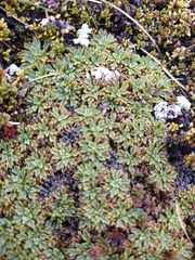 Bolax gummifera