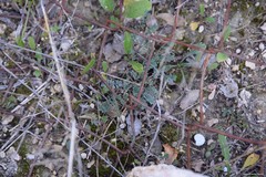 Astragalus monspessulanus