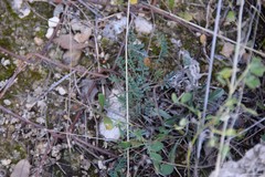 Astragalus monspessulanus