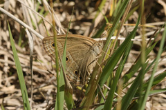 Stegosatyrus periphas
