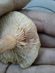 Lactarius hepaticus